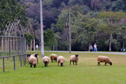 150 クリチバ市の羊による公園の芝生管理