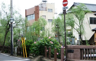 sawara1-photo1.JPG