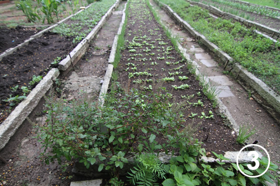 093 ハバナの都市有機農業 