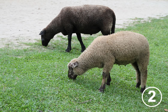 150 クリチバ市の羊による公園の芝生管理 