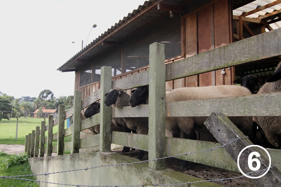 150 クリチバ市の羊による公園の芝生管理 